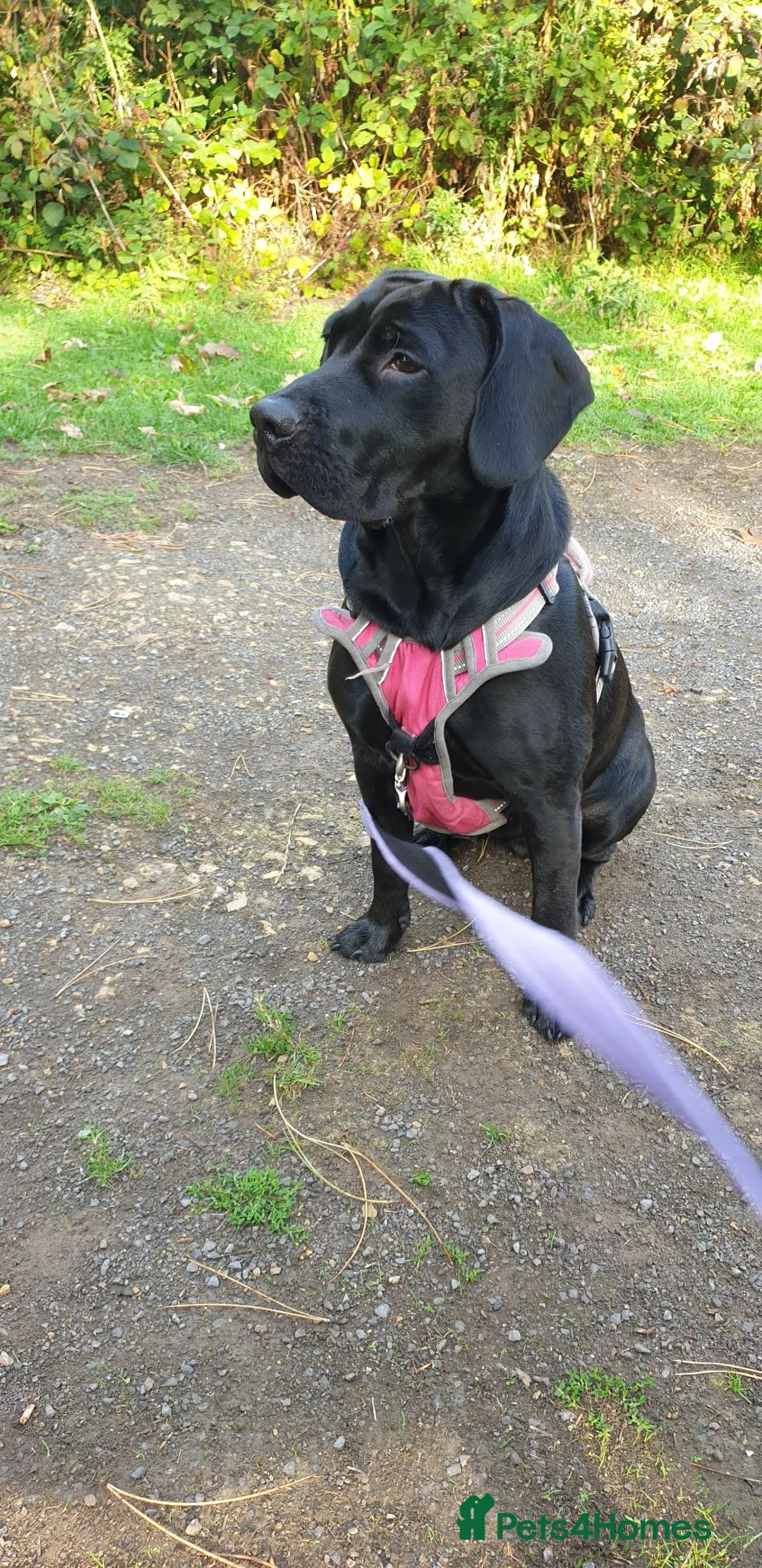 Mixed Breed dogs for sale: Midnight - Female in Stockton-on-Tees - Advert 6