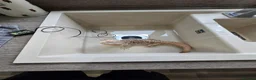 Bearded Dragon reptiles for sale: Spikey the Bearded Dragon including all setup 2yo - Advert 4