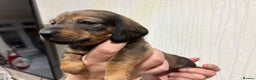 Dachshund dogs for sale: Standard Dachshund Puppies - Advert 3