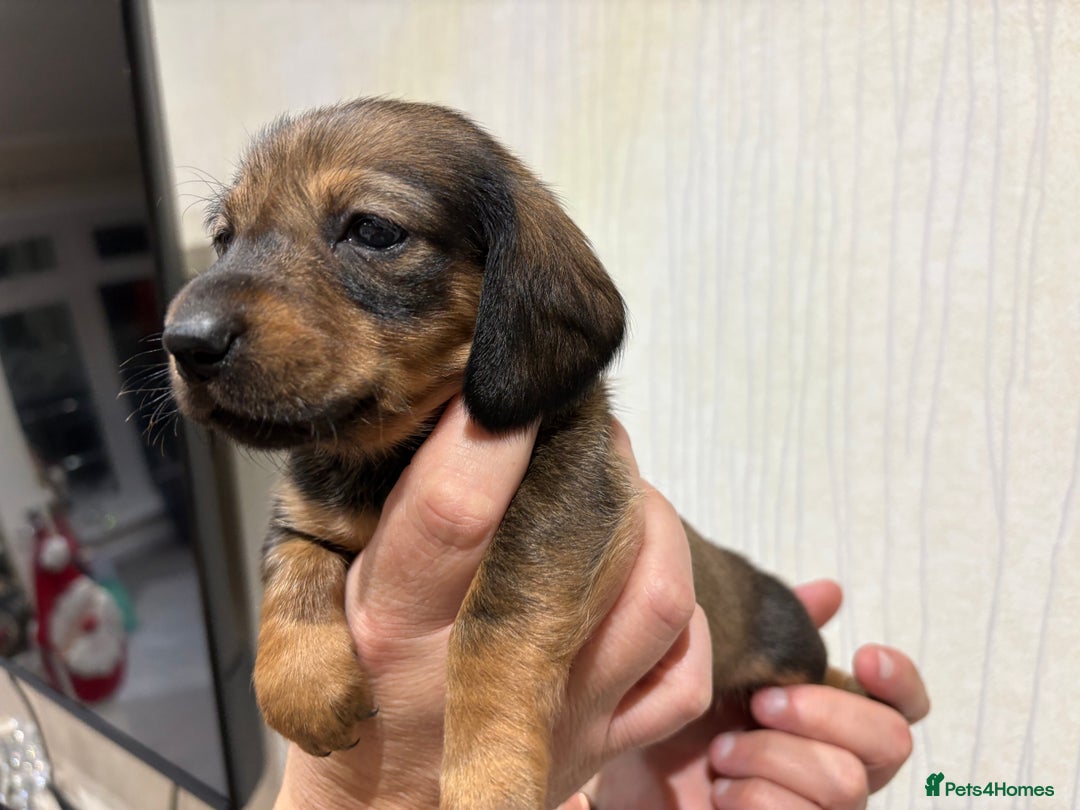 Dachshund dogs for sale: Standard Dachshund Puppies - Advert 3
