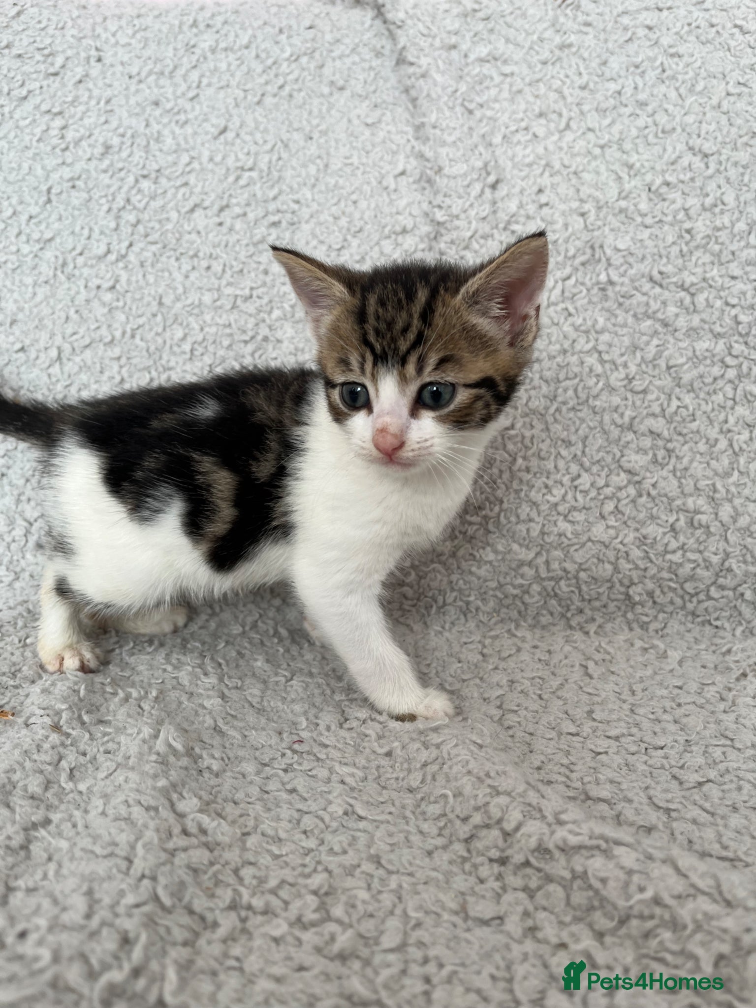 Mixed Breed cats for sale: 3 Lovely Kittens - Advert 2