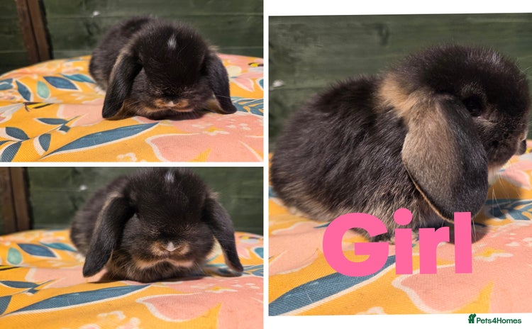 Mini Lop rabbits - Advert 12