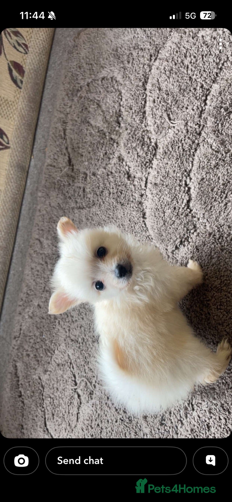 Pomeranian dogs Beautiful pomchis looking for a loving home  - Advert 6
