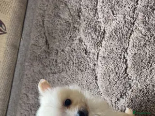 Pomeranian dogs Beautiful pomchis looking for a loving home - Advert 10