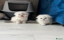 Mixed Breed cats for sale: Adorable Fluffy Ragdoll x Scottish Fold Kittens - Image 7