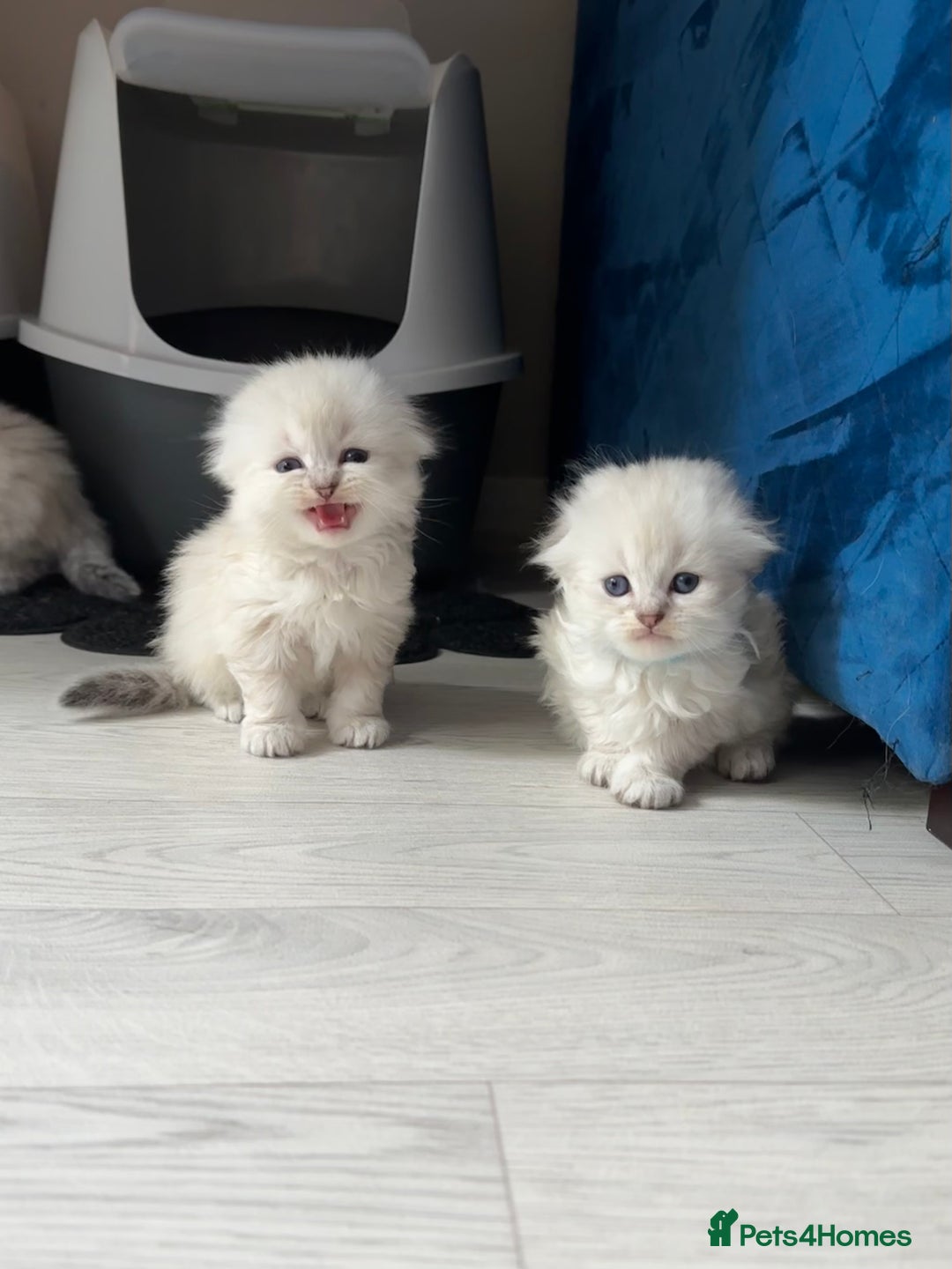 Mixed Breed cats for sale: Adorable Fluffy Ragdoll x Scottish Fold Kittens - Image 7