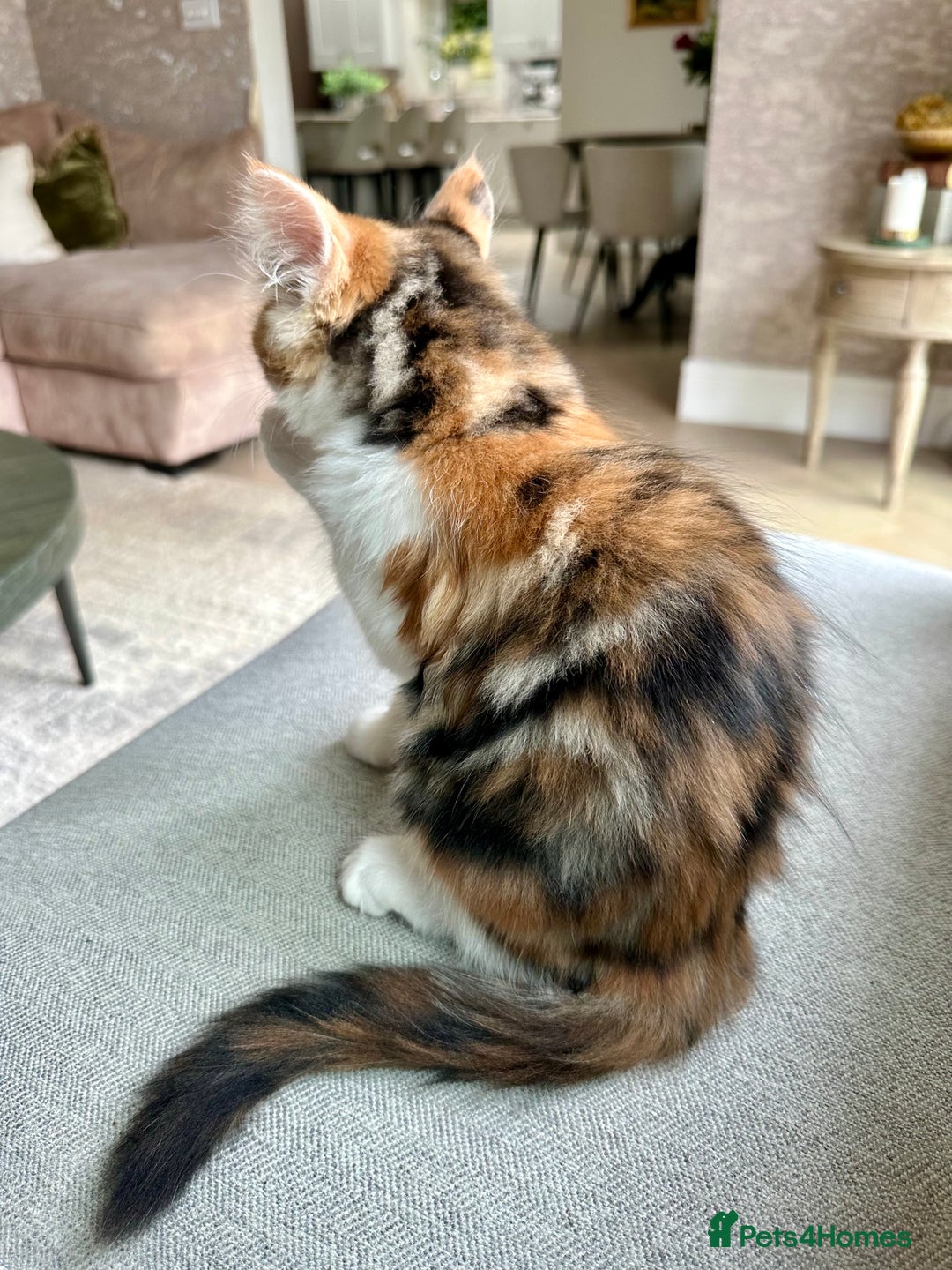 Mixed Breed cats for sale: Mainecoon mix kitten - Image 6