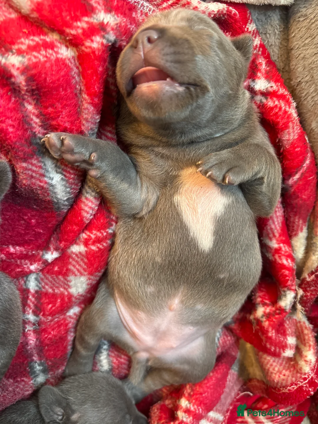 Staffordshire Bull Terrier dogs for sale: Staffordshire Bull Terrier pups - Advert 2