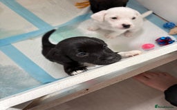 Mixed Breed dogs for sale: Jack Russel x Cockapoo Puppies - Image 22