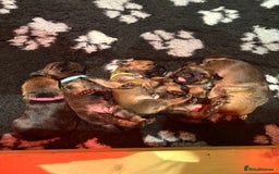 Border Terrier dogs for sale: Gorgeous Border Terrier Puppies looking for homes - Image 9
