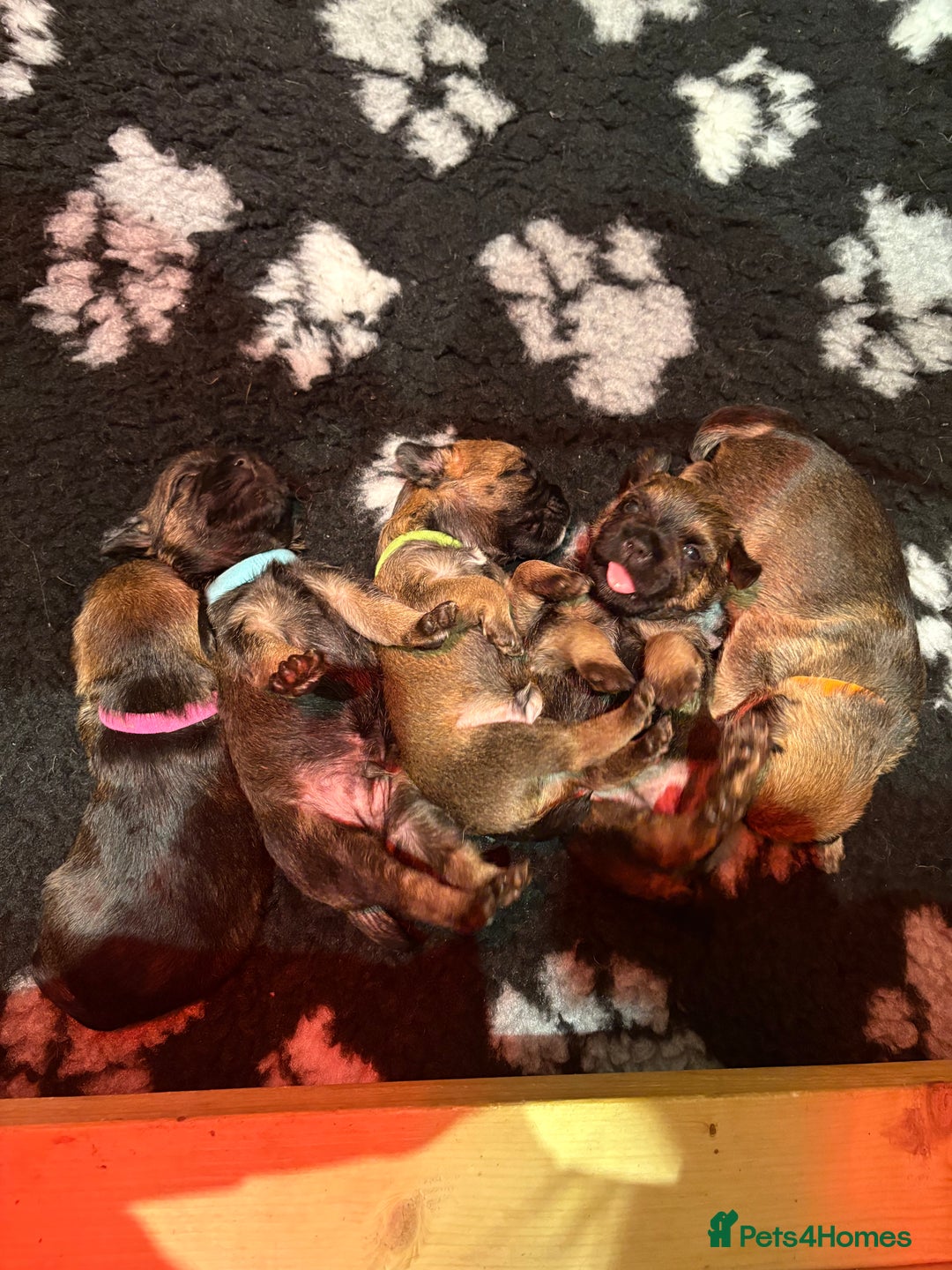 Border Terrier dogs for sale: Gorgeous Border Terrier Puppies looking for homes - Image 9