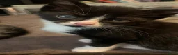Mixed Breed cats for sale: 5 black and white kittens  - Advert 7