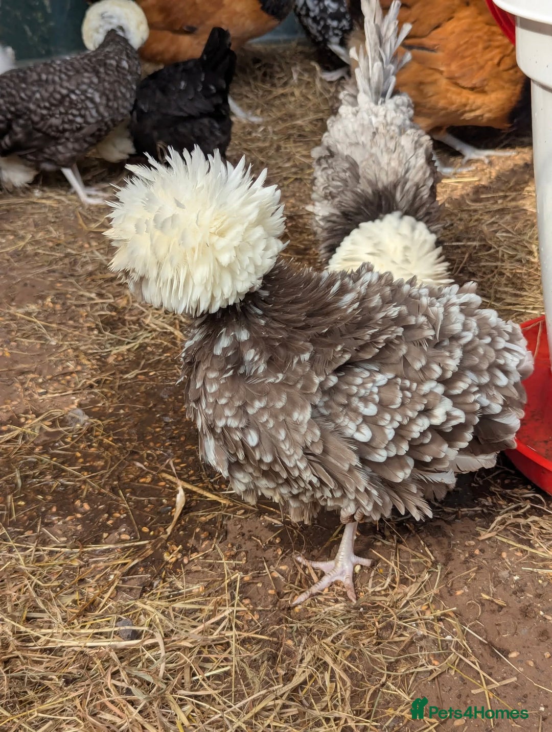 Chickens poultry for sale: Beautiful POL Pullets USA Silkies, Polish bantams  - Image 9