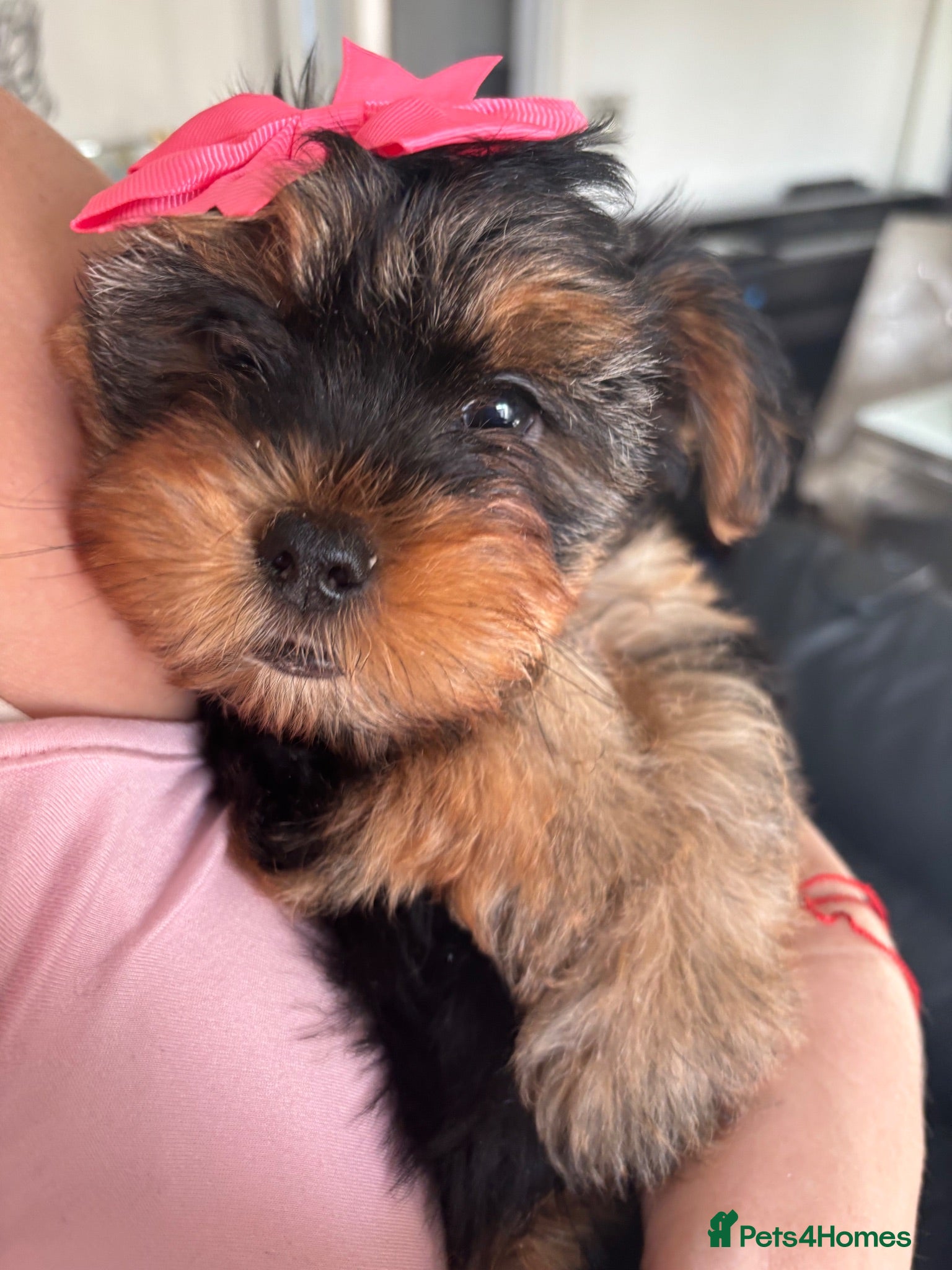 Yorkshire Terrier dogs L@@k 2 beautiful Yorkshire terrier puppies 4 sale - Advert 1
