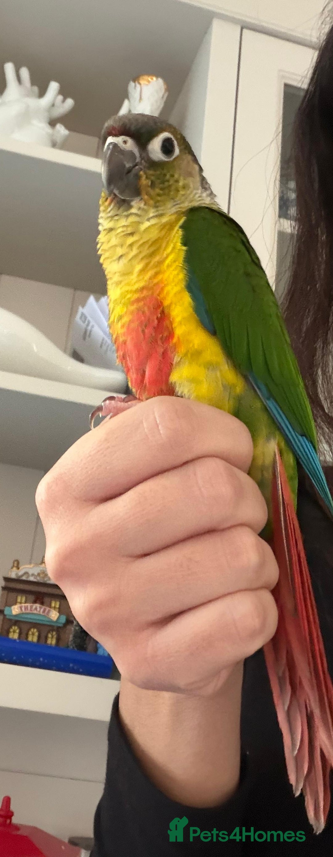 Conures birds for sale: Silly Conure  - Advert 1