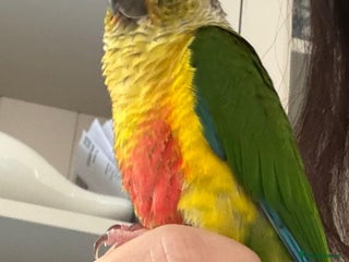 Conures birds Silly Conure - Advert 2