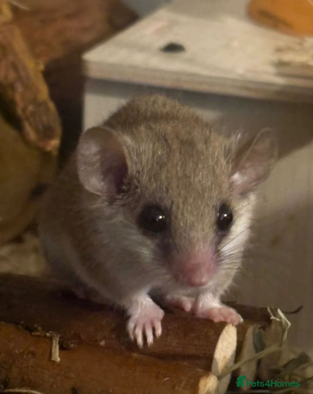 Mouse rodents for sale: African Pygmy dor mouse in Wigton - Advert 2