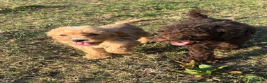 Cockapoo 1