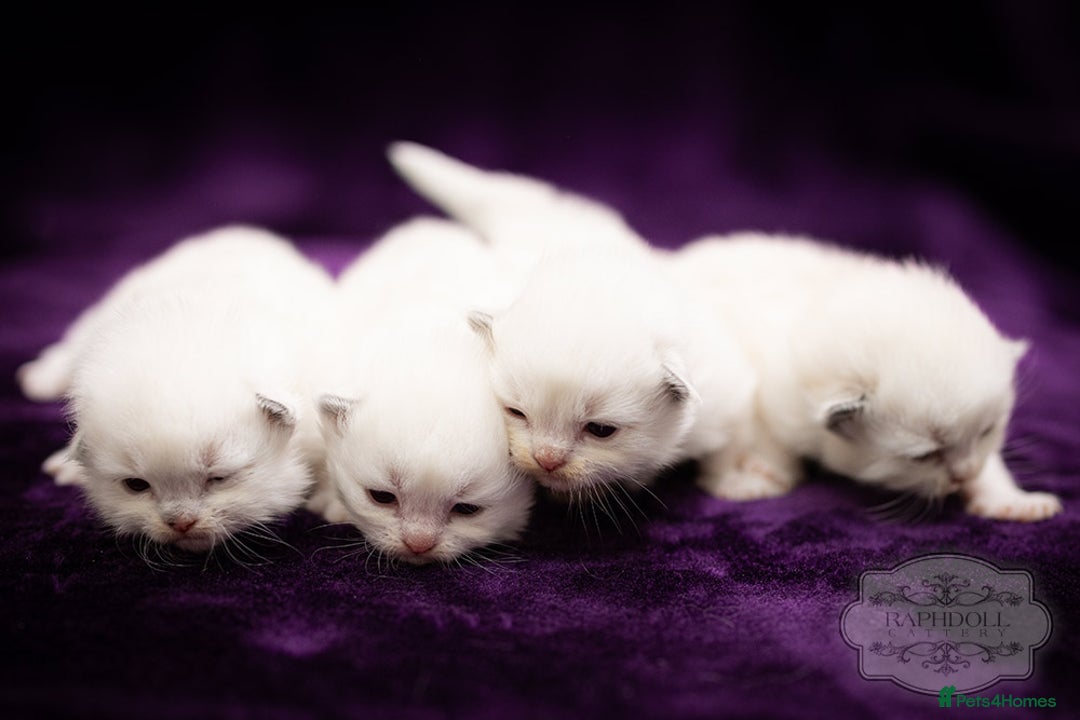 Ragdoll cats for sale: Ragdoll Blue Bicolor Kitten Boy TICA - Image 3