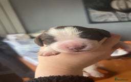 Sprocker dogs for sale:  sprocker spaniel pups for sale!  - Advert 7