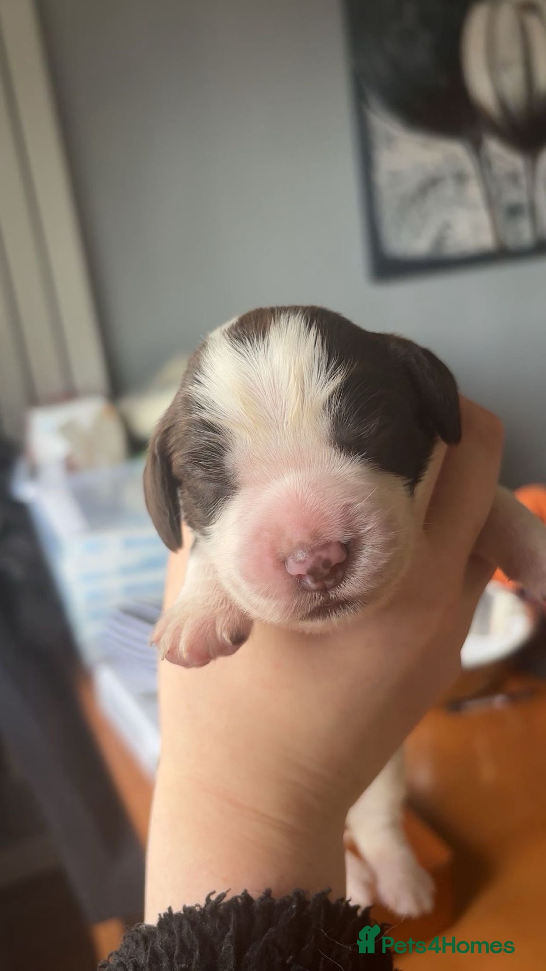 Sprocker dogs for sale:  sprocker spaniel pups for sale!  - Advert 7