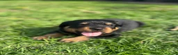 Rottweiler dogs for sale: Stunning Chunky Rotweillers from fantastic parents - Advert 19