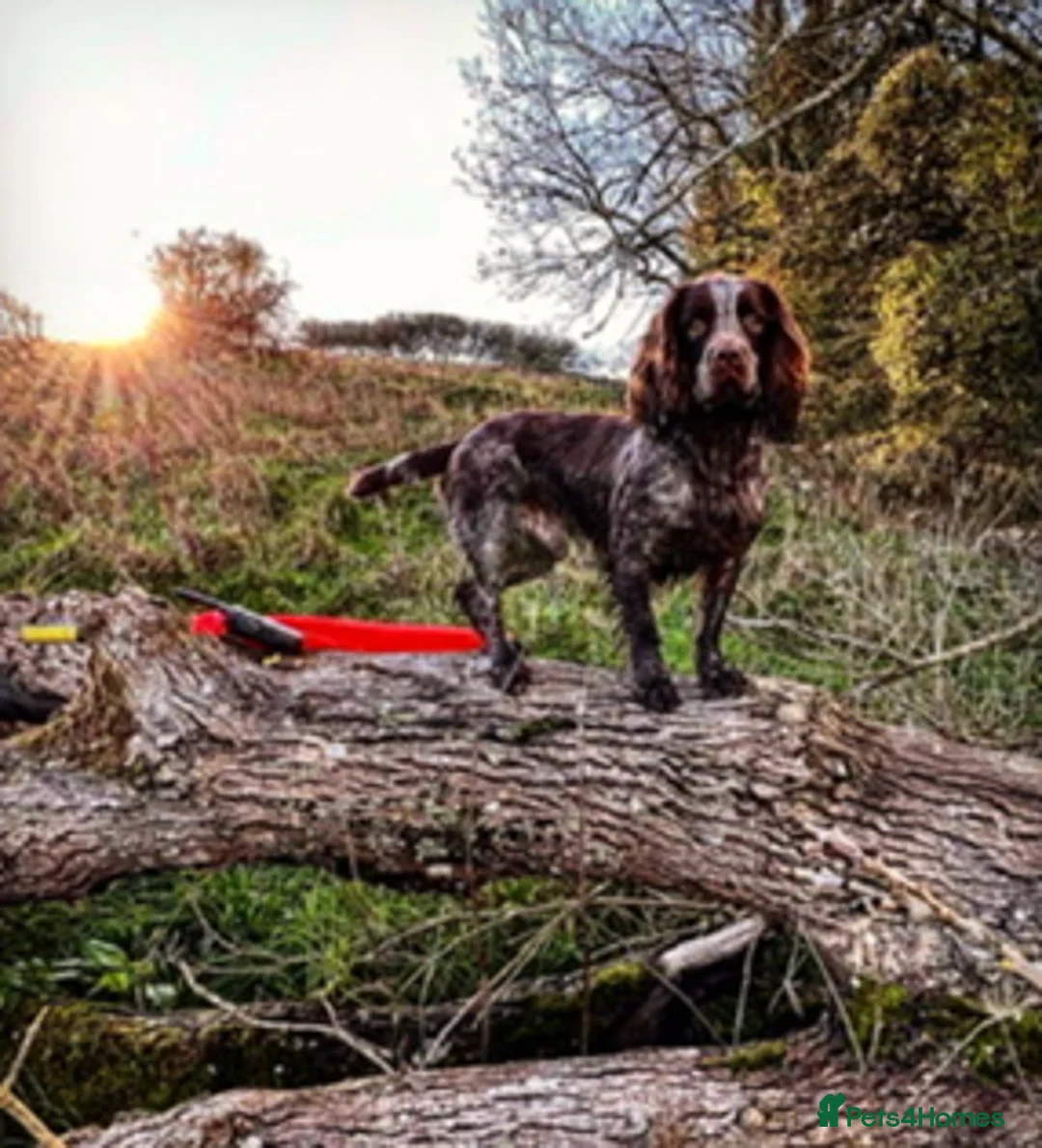 Sprocker dogs for sale: 4 month old Sprocker pup for sale - Advert 9