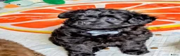 Pomapoo dogs for sale: Last Gorgeous female Pomapoo puppy  - Advert 5