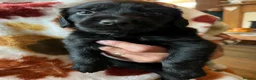 Mixed Breed dogs for sale: Cocker Spaniel × Rottweiler in Matlock - Advert 2