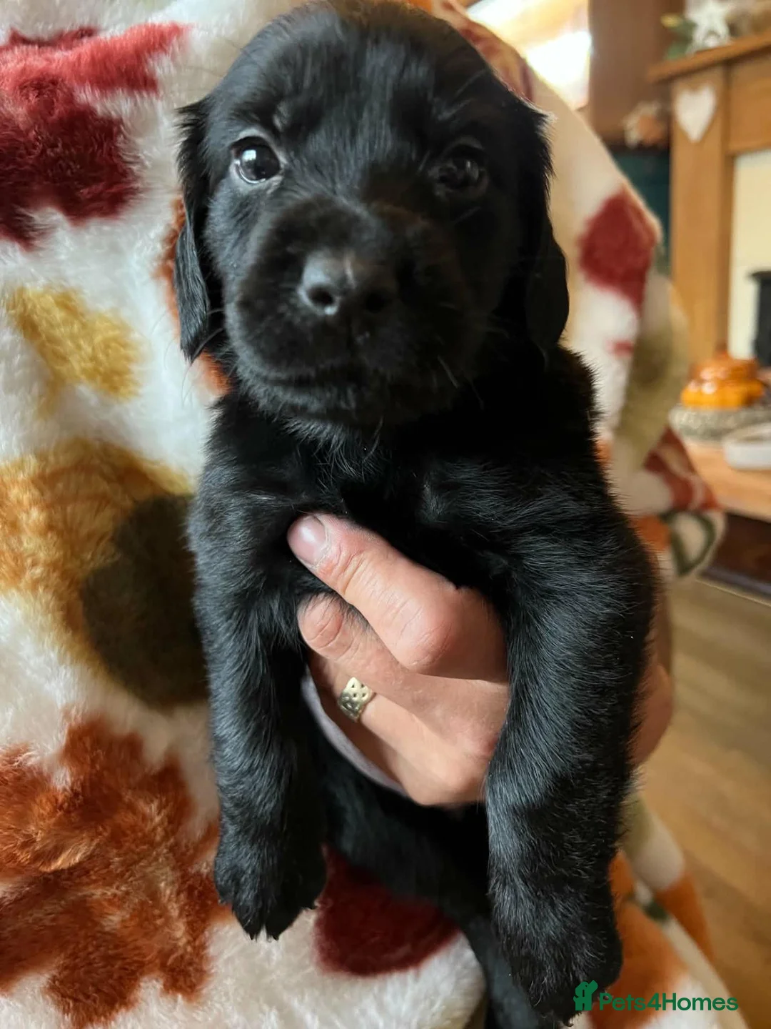Mixed Breed dogs for sale: Cocker Spaniel × Rottweiler in Matlock - Advert 2