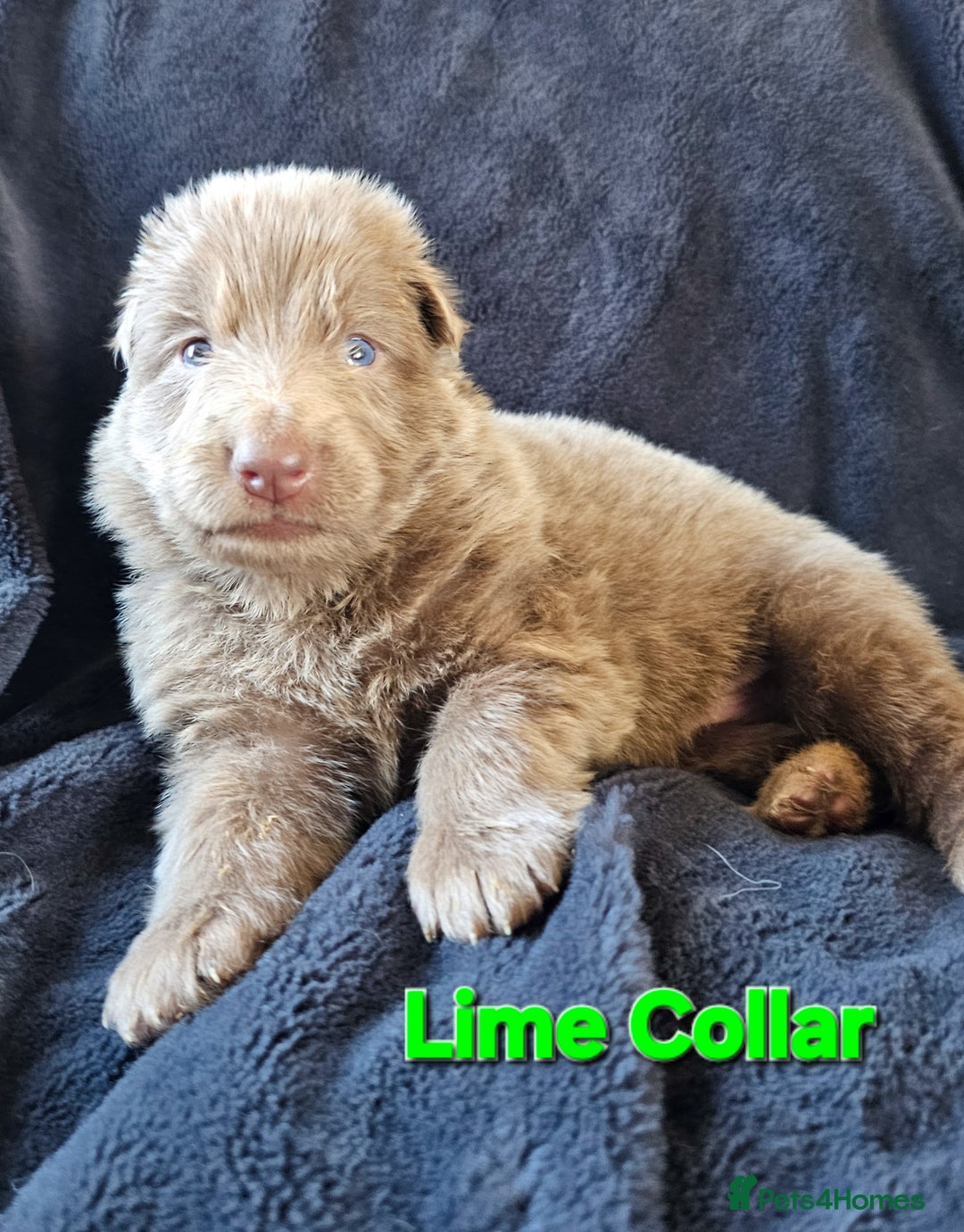 German Shepherd dogs for sale: 💠5 Beautiful healthy KC reg straight back GSP's💠 - Advert 33