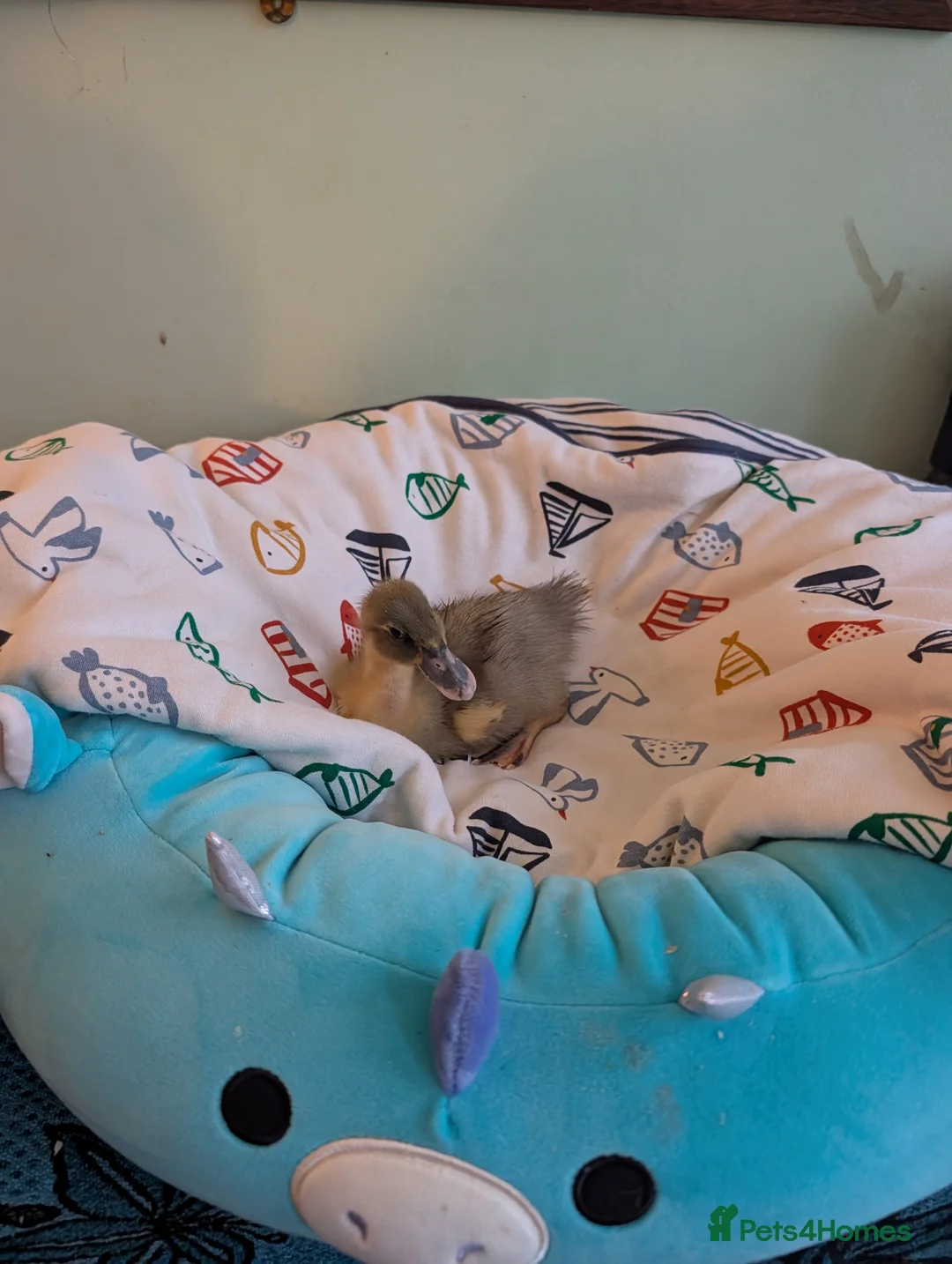 Ducks poultry for sale: Beautiful hatch of Runner Ducklings  - Advert 2