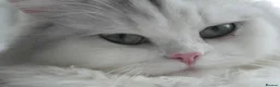 Persian cats for sale: Persian chinchilla silver back in Walsall - Advert 19