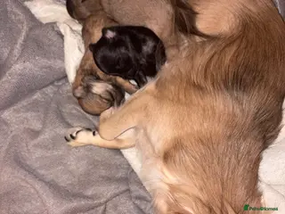 Pomchi dogs 4 Beautiful pomchis 🐶🐾 - Advert 1