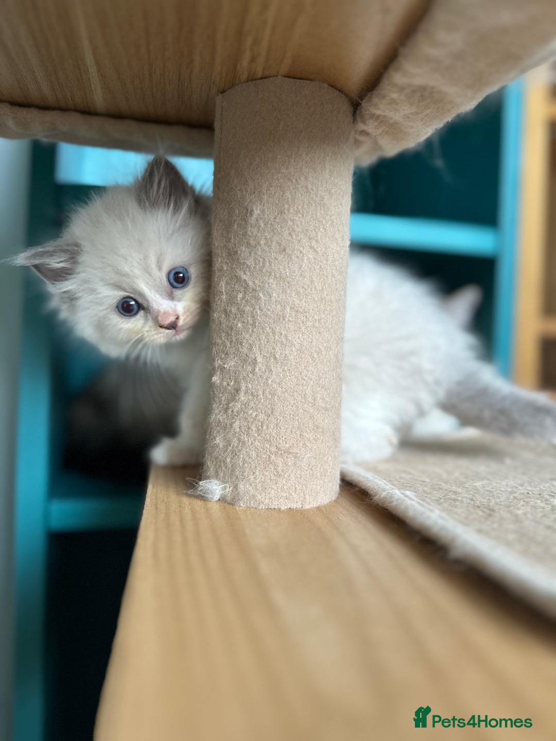Ragdoll cats for sale: GCCF Registered Ragdoll Kittens Available! 🐾 in Taunton - Image 8