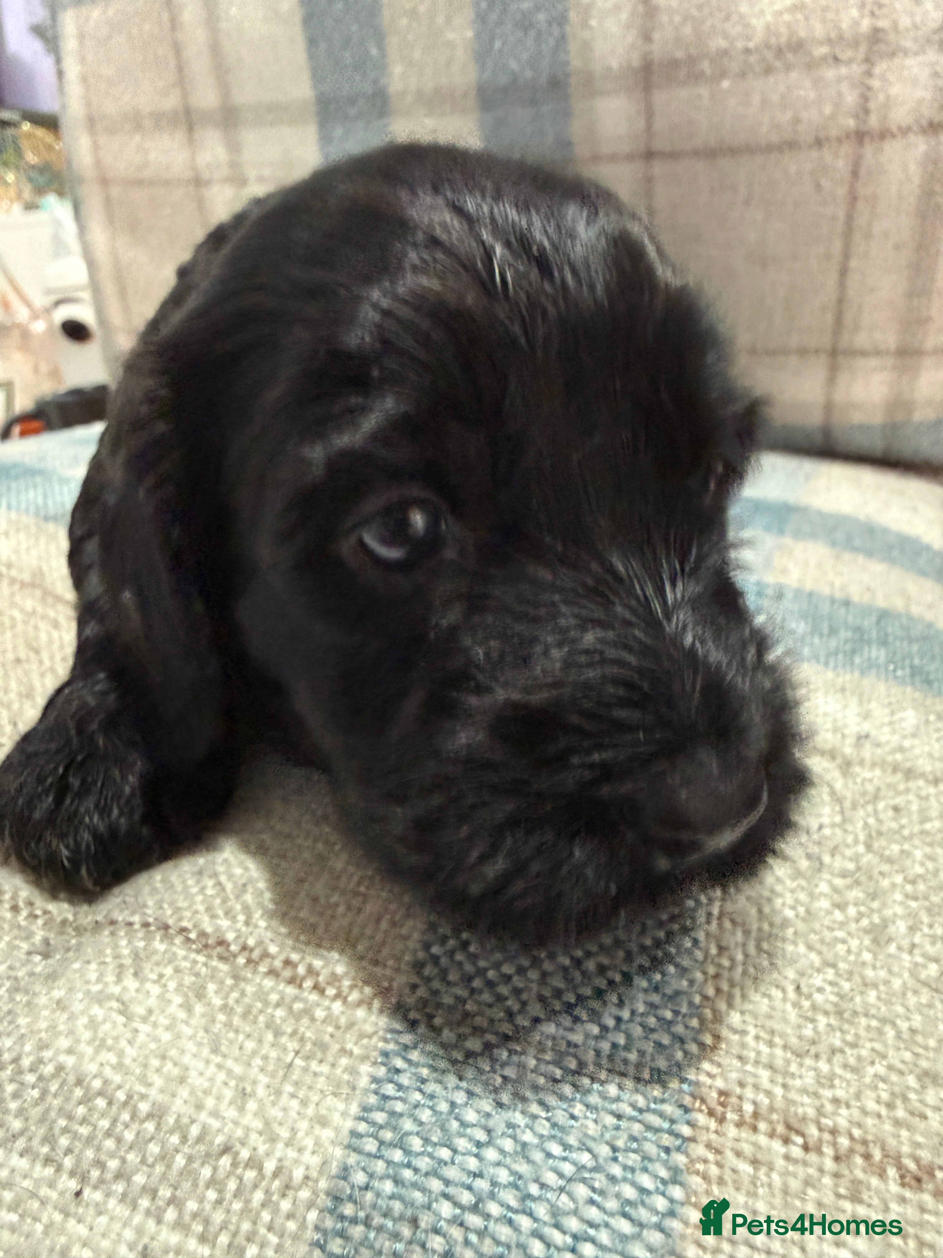 Mixed Breed dogs Sprockerpoo puppies only three left now. - Advert 5