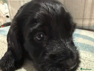 Mixed Breed dogs Sprockerpoo puppies only three left now. - Advert 5