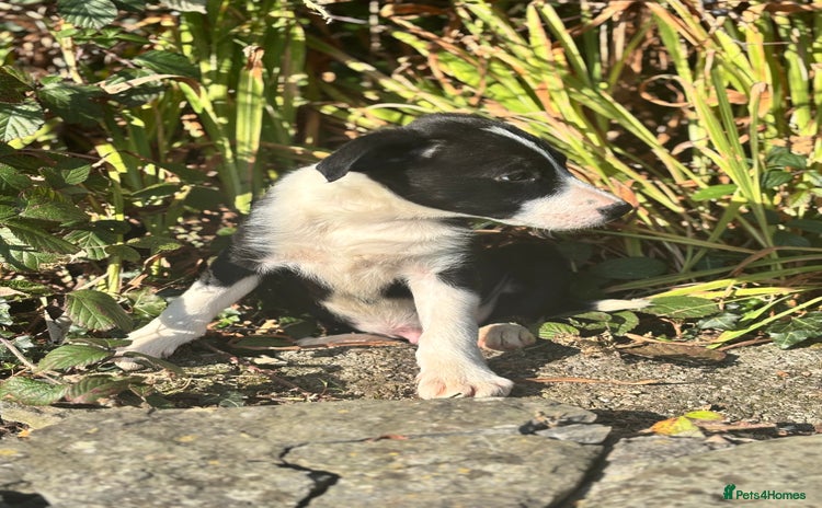 Border Collie dogs - Advert 15