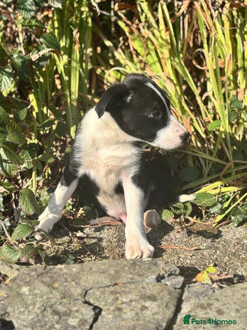 Border Collie dogs - Advert 4