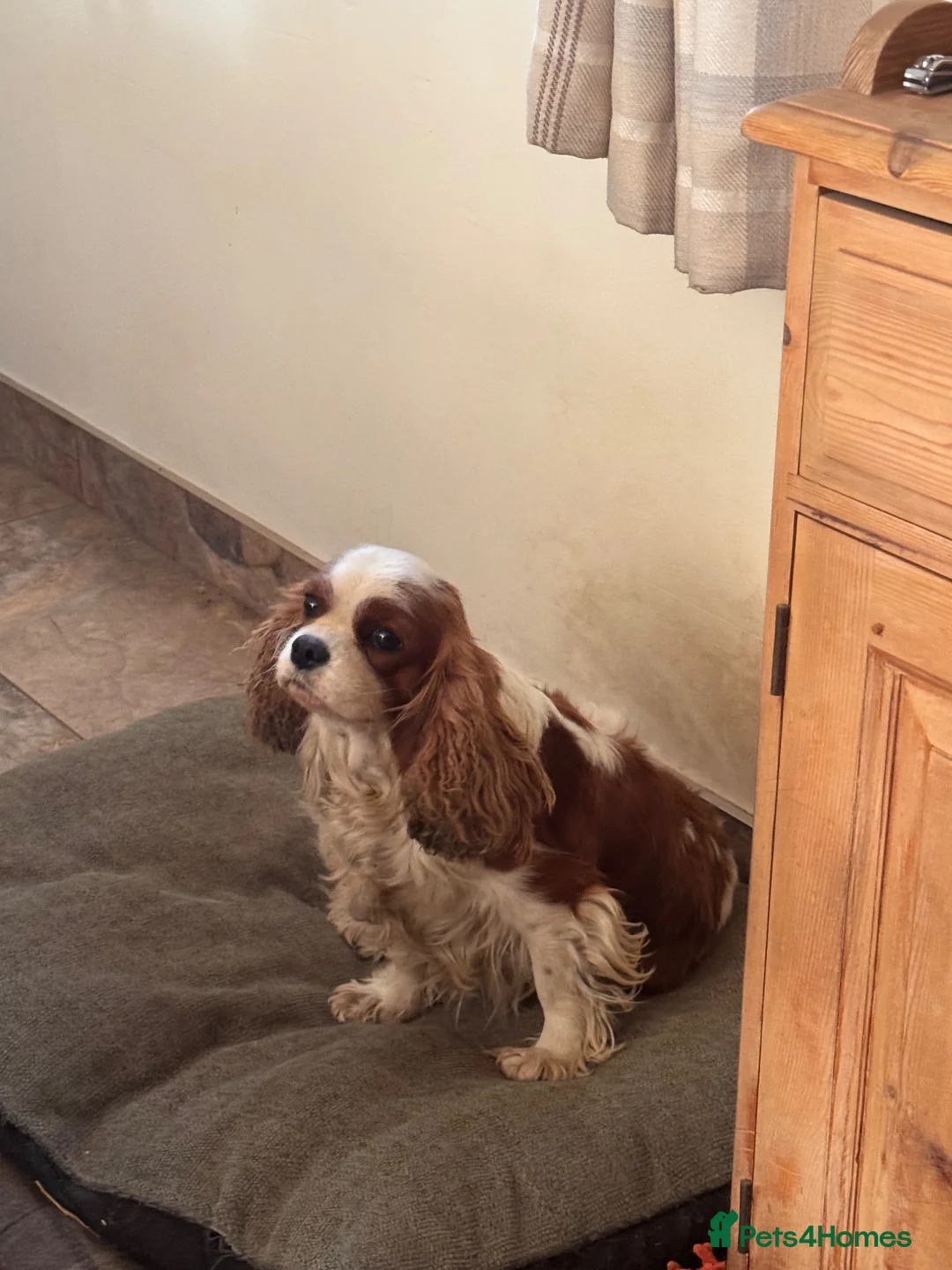 King Charles Spaniel dogs for sale: King Charles  - Advert 1