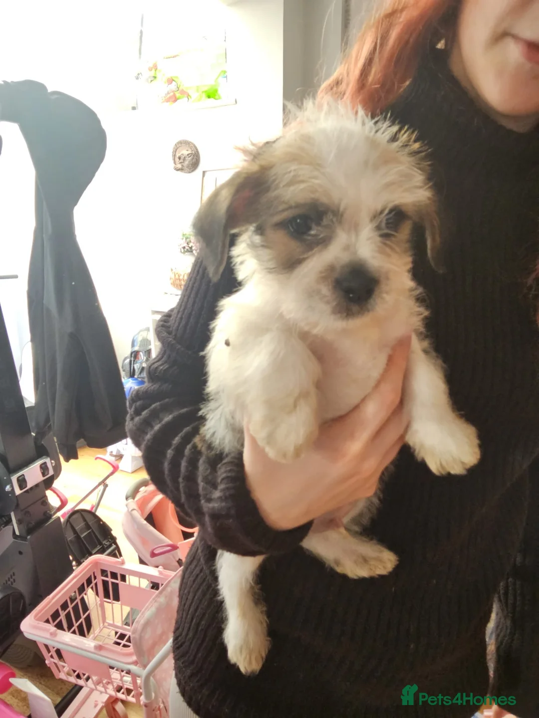 Mixed Breed dogs for sale: Shin tzu cross puppies - Advert 3