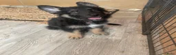German Shepherd dogs for sale: READY TO GO - German Shepherd Puppies - Advert 2