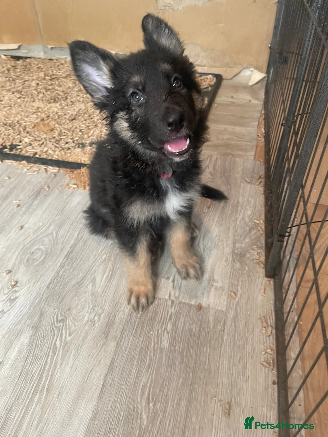 German Shepherd dogs for sale: READY TO GO - German Shepherd Puppies - Advert 2