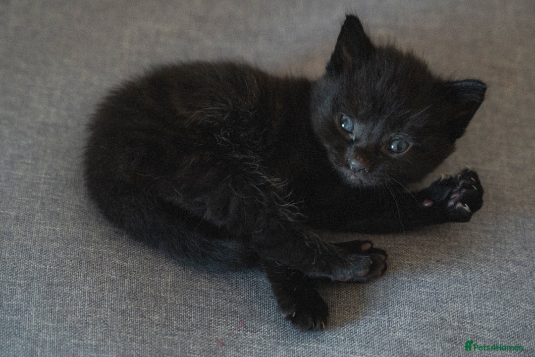 Mixed Breed cats for sale: 4 LOVEY CATS in ESSEX - 2 MALE & 2 FEMALE  - Image 13