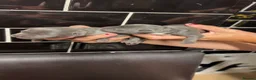 Staffordshire Bull Terrier dogs for sale: 10 Gorgeous blue staffy puppies  - Advert 3