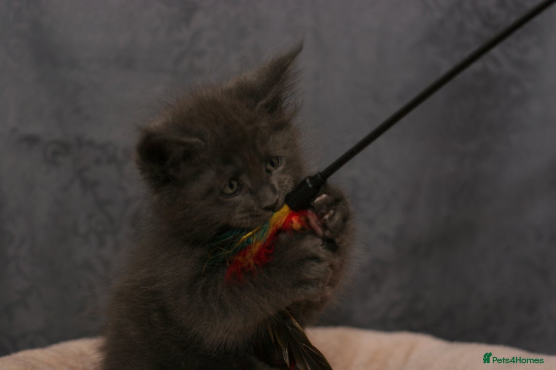 Maine Coon cats for sale: Mainecoon kittens TICA REGISTERED stunning - Advert 22