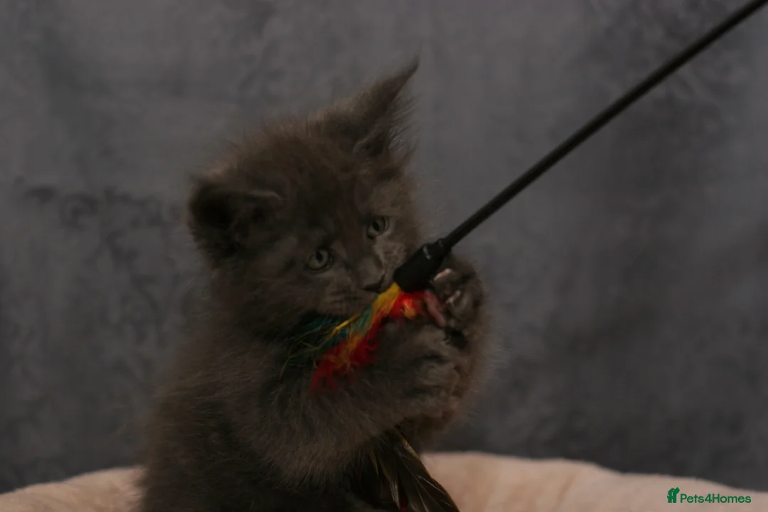 Maine Coon cats for sale: Mainecoon kittens TICA REGISTERED stunning - Advert 19