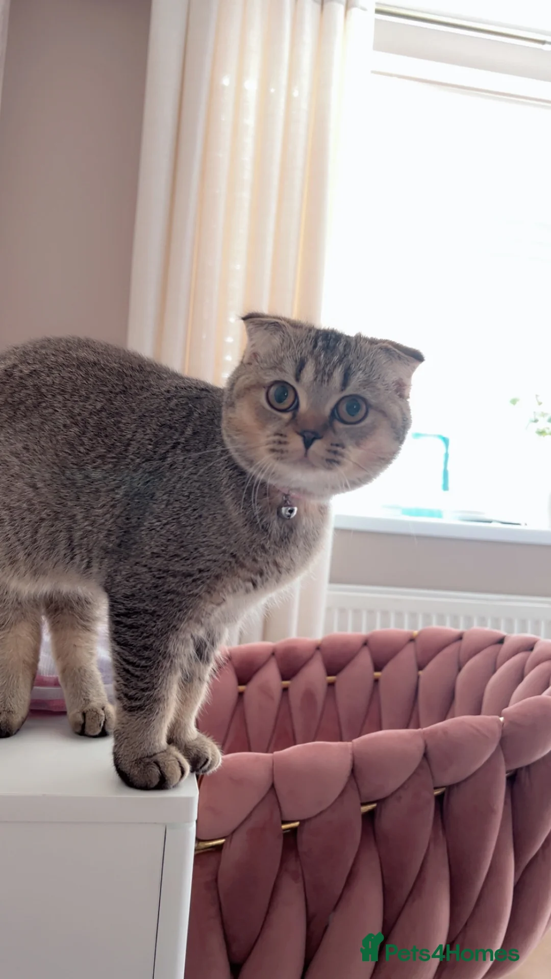 Scottish Fold cats for sale: Pure Scottish fold - Advert 10