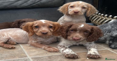 Cocker Spaniel dogs Beautiful Roan cocker spaniel pups  - Advert 16