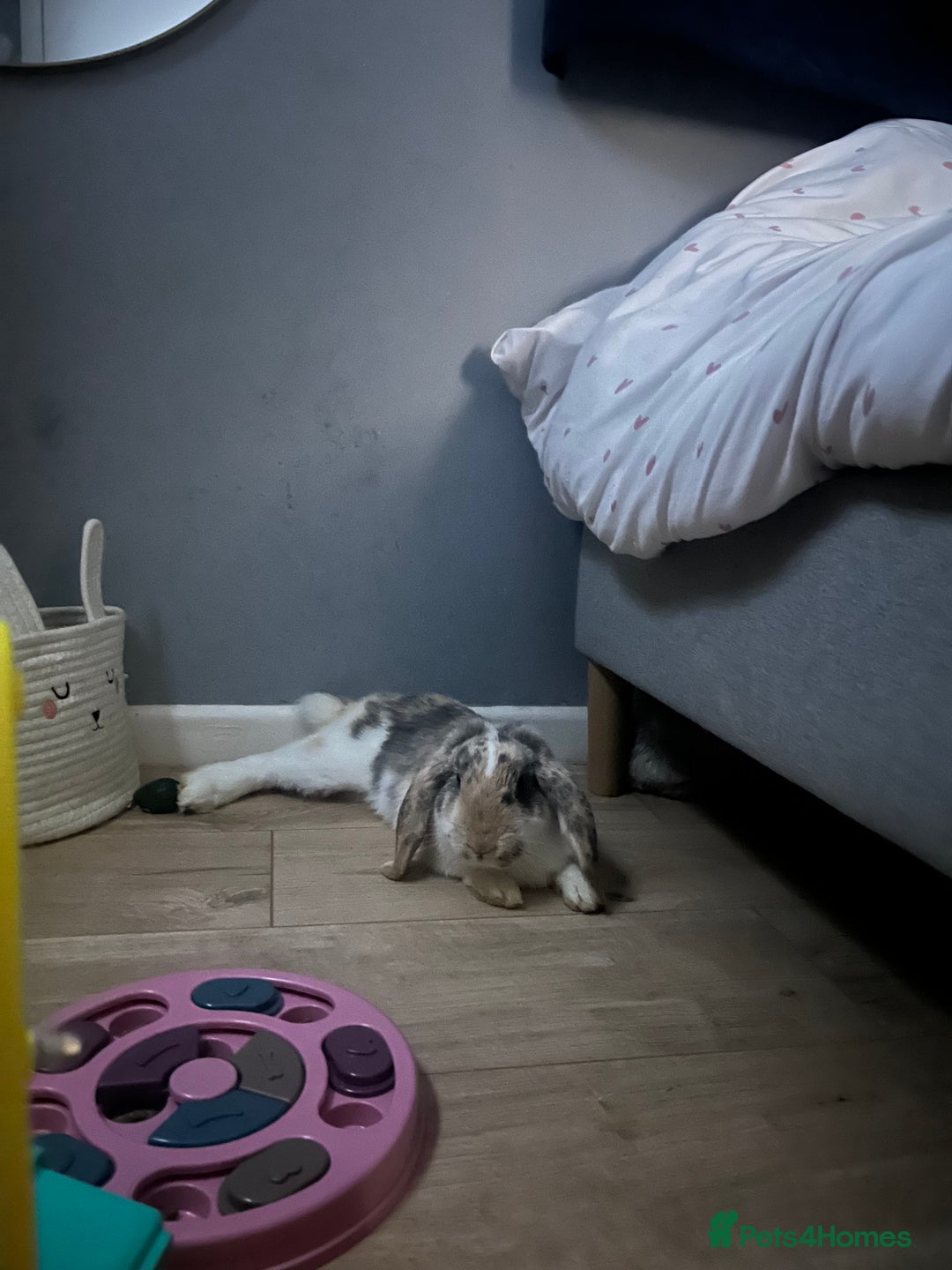 French Lop rabbits for sale: Rehoming my 11month old Male NEUTERED rabbit  - Image 3
